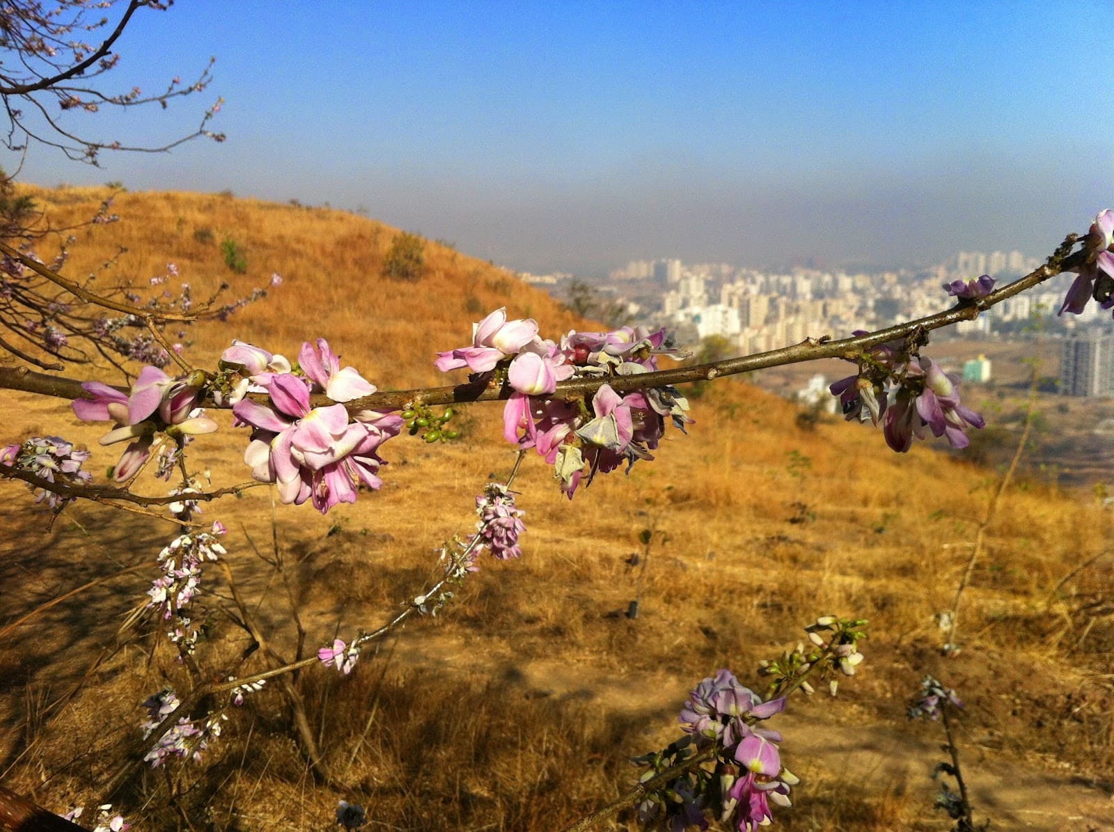 Baner-Pashan Biodiversity Park view 4