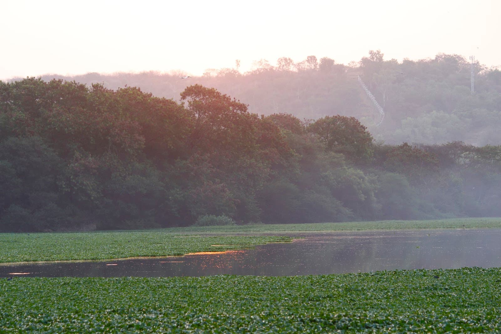 Pashan Lake view 2