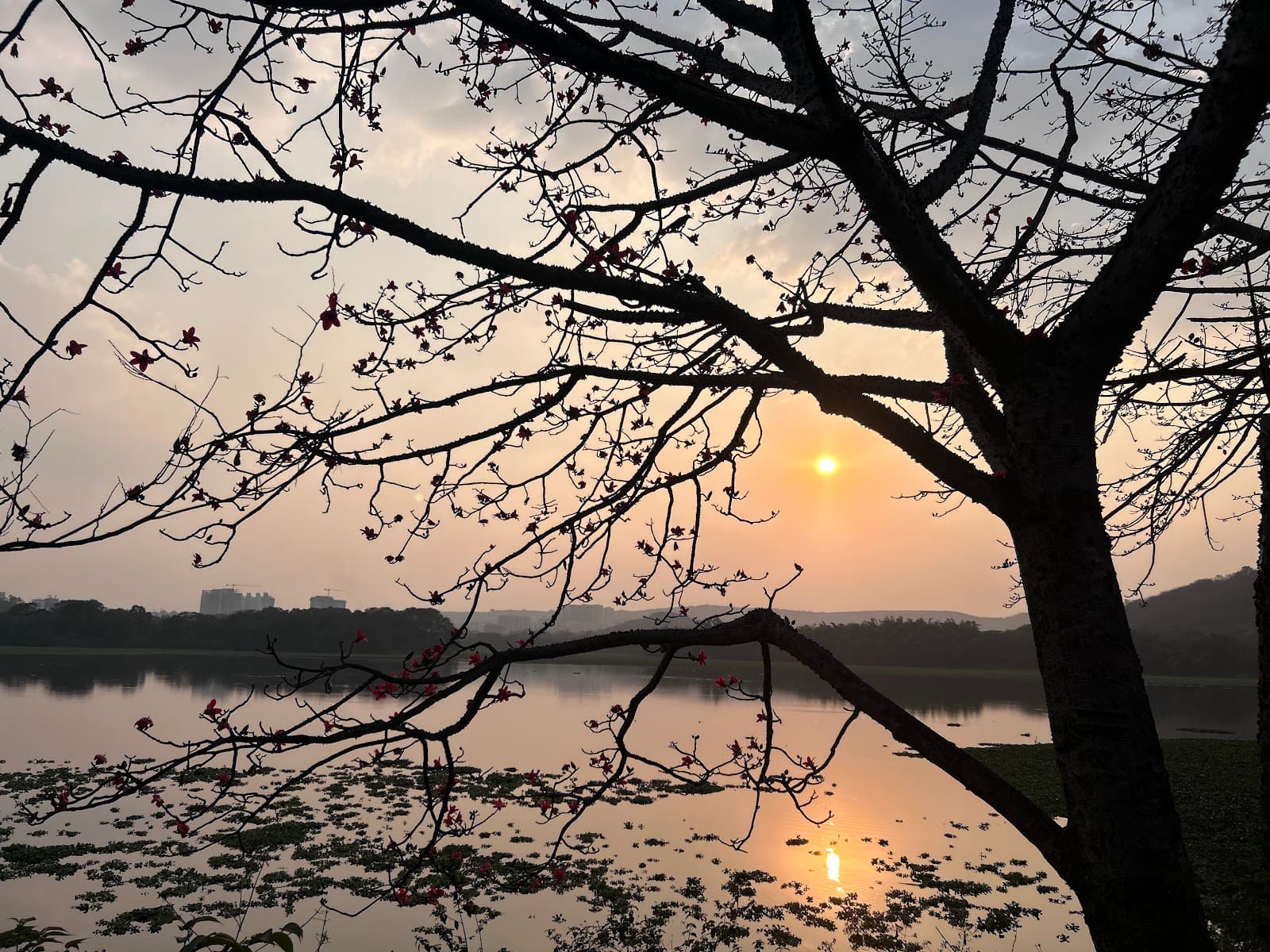 Pashan Lake view 4