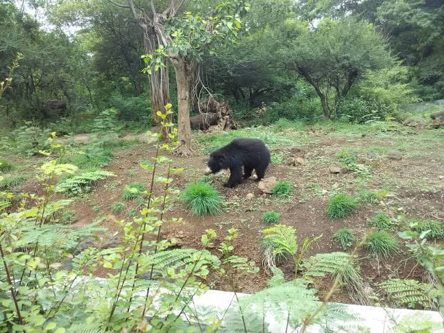 Rajiv Gandhi Zoological Park view 2