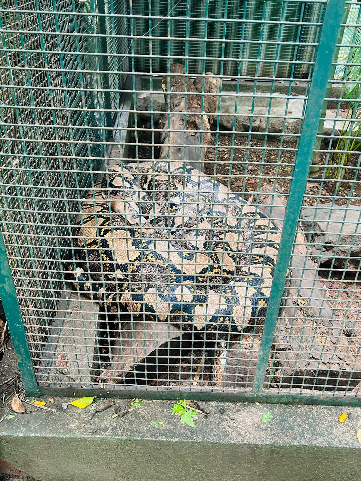Rajiv Gandhi Zoological Park view 4
