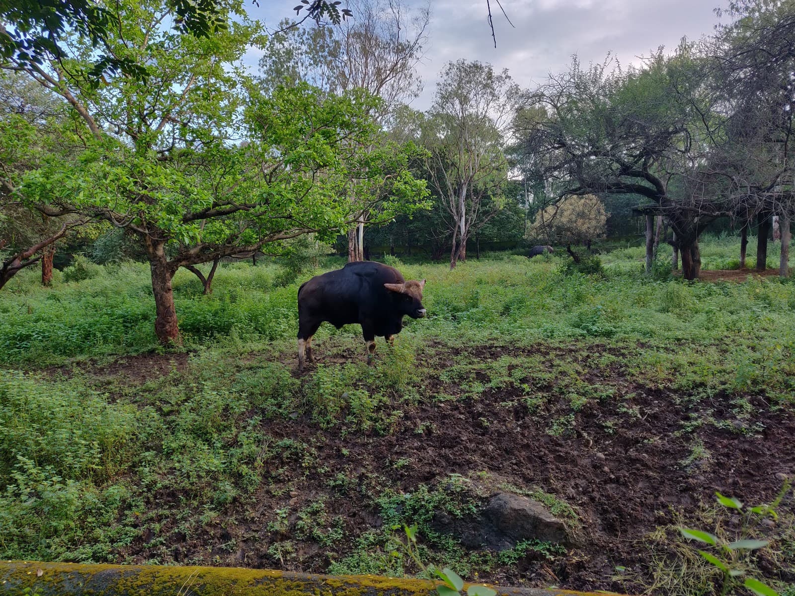 Rajiv Gandhi Zoological Park view 6