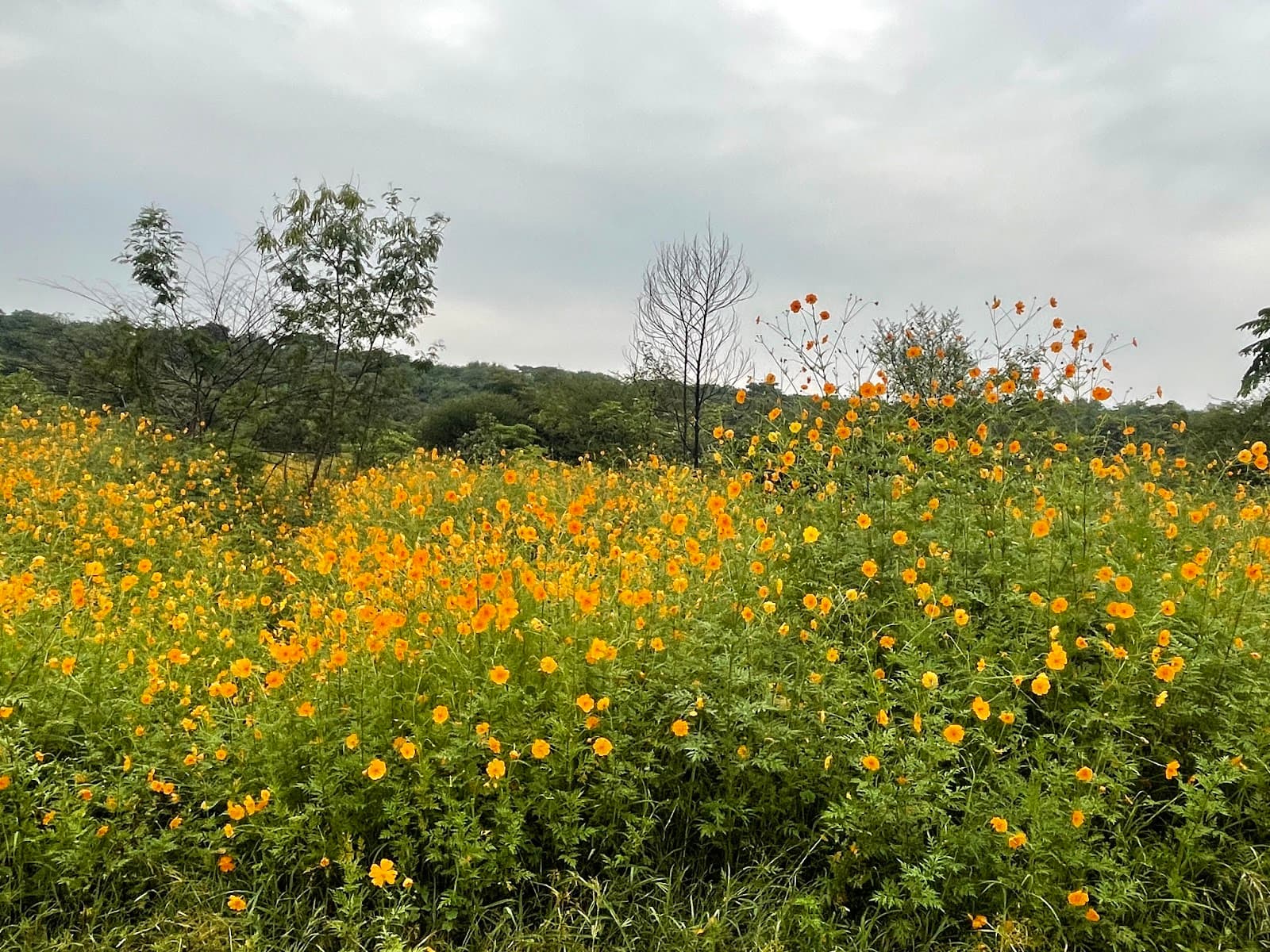 Taljai Hill view 5